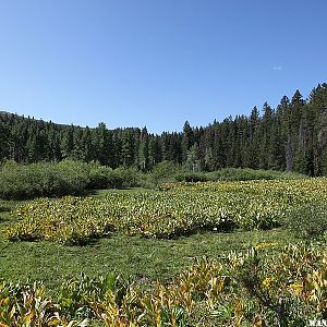 Dismal Swamp - Warner Mountains