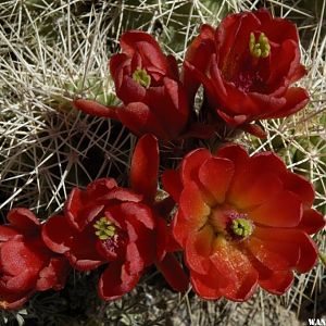 Cactus flower