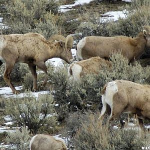 Bighorns -- Steens/Catlow Valley