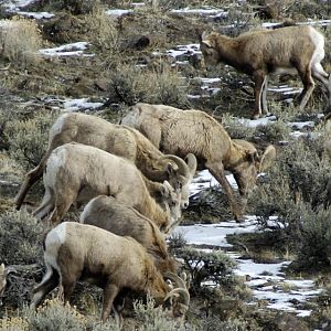 Bighorns -- Steens/Catlow Valley