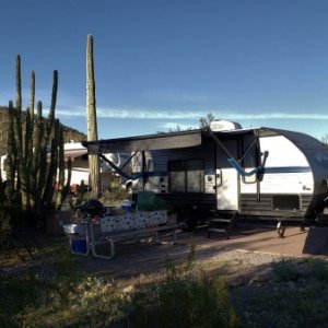 Wolf Pup at Organ Pipe