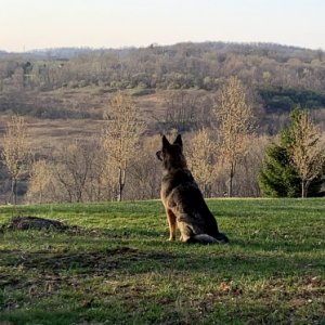 Nina overlooking her turf