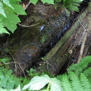 Giant Cedars Boardwalk