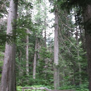 Giant Cedars Boardwalk