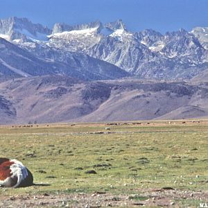 Sawtooth Ridge from Bridgeport, CA.