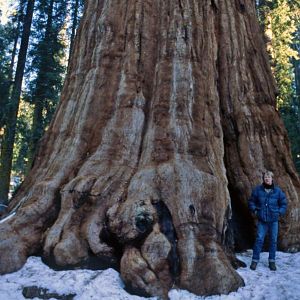 Giant Forest