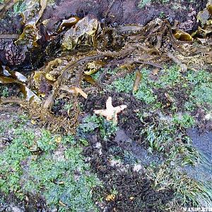 Tide Pool