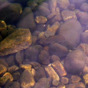 The Clear, Clean water of Lake George, New York