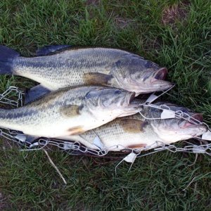 Largemouth bass