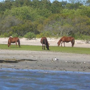 chincoteague ponies