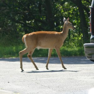 big meadows, Skyline Drive