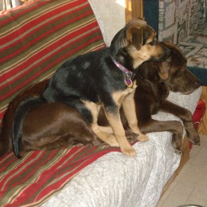 Camper & Leakey watch'n Momma Cook