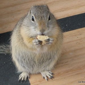 A Local at SugarLoafin campground Leadville,CO