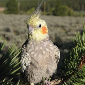 "Inde" the traveling Cockatiel