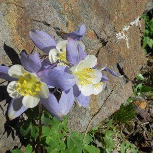 Columbines