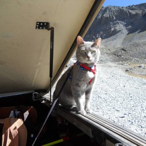 "Stanley" off road cat