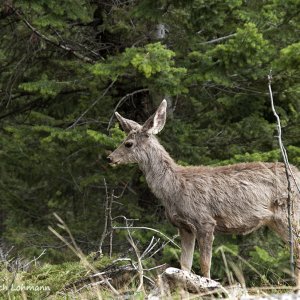 In Banff National Park