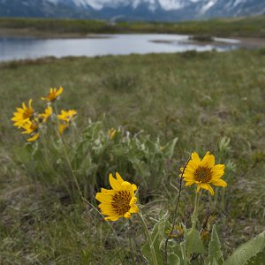 In Waterton Lakes National Park