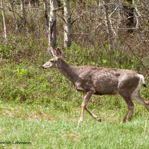 In Waterton Lakes National Park