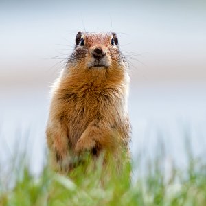 In Waterton Lakes National Park