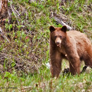 In Waterton Lakes National Park