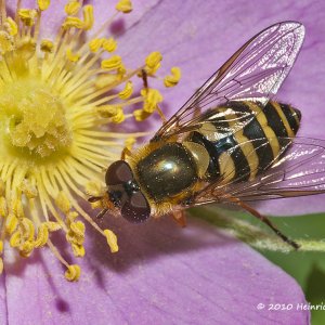 American Hoverfly