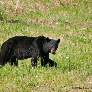 Alaska Highway, Grizzly bear