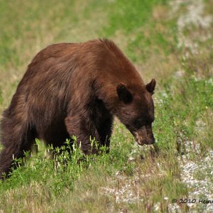 Alaska Highway, Grizzly bear