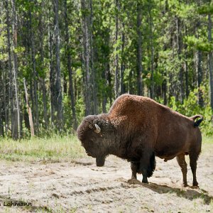 Alaska Highway, Bison