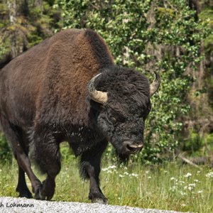 Alaska highway, Bison