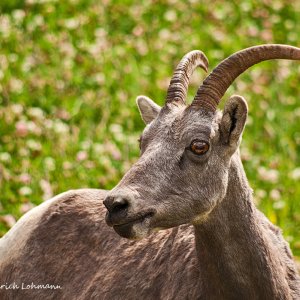 Mountain Sheep