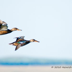 Two ducks  in Saskatchewan