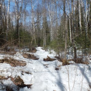 Algonquin Park Apr '11