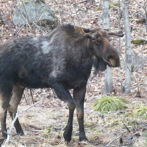 Algonquin Park Apr '11