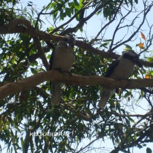 Kookaburras