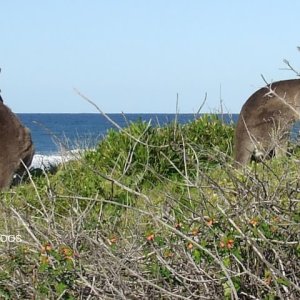 Kangaroos, Yuragir National Park