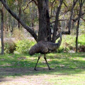 Emu_in_Camping_Area