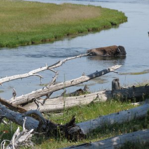 Bison in Yellowstone National Park July 2012