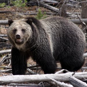 Grizzly Bear in Yellowstone National Park