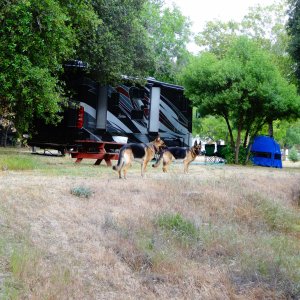 wolf pack returning to base camp