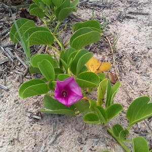 Aug 2013 Gamble Rogers State Rec Area Flagler Beach FL