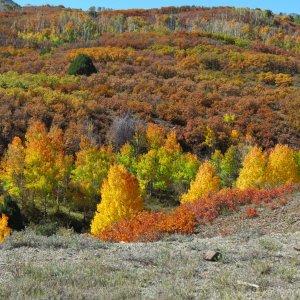 Fall Color in Colo