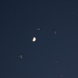 Moon_and_Mayflies_over_TN_River