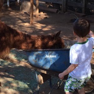 petting zoo feeding the animal