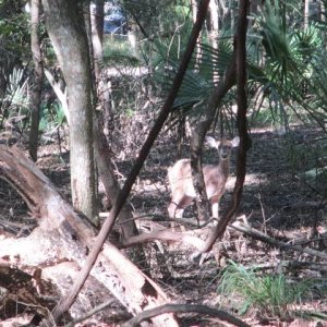 Along_the_trail_Manatee_S_prings