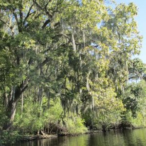 Kayaking on the Suwanee