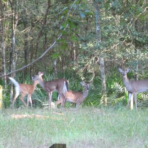 Deer_outside_our_campsite_Manatee_Springs