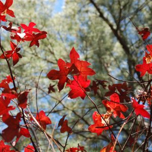 20_RedLeaves