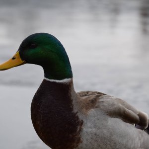 Mallard Dec 2014