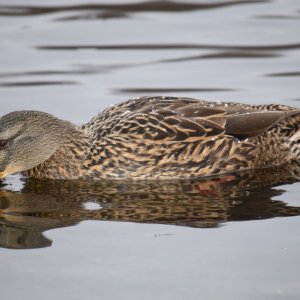 Mallard Dec 2014